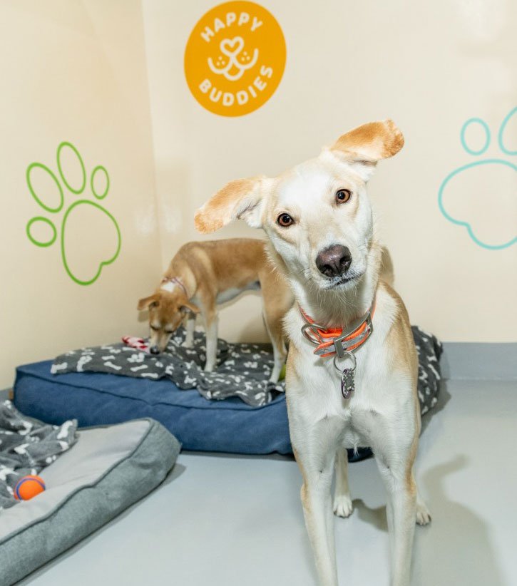 Dog boarding at Happy Buddies Dubai