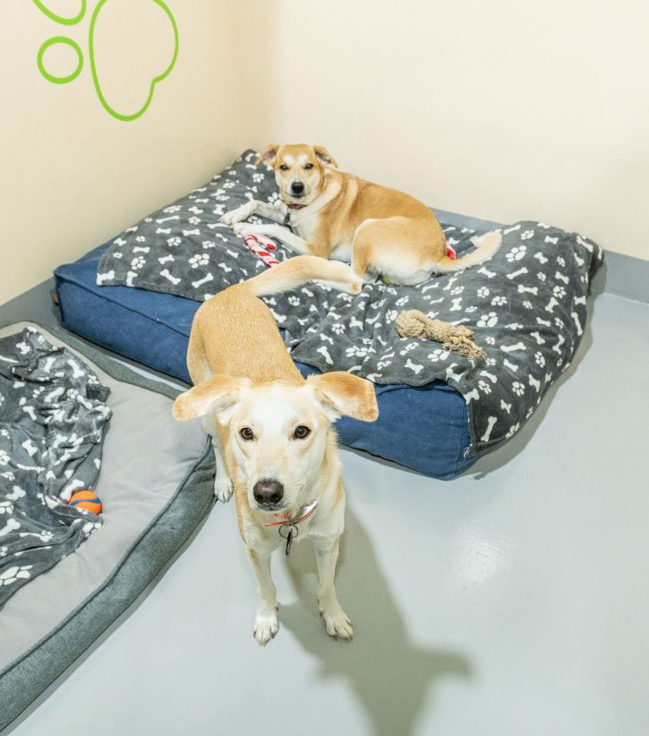 Dog relaxing inside a Happy Buddies boarding room in Al Quoz