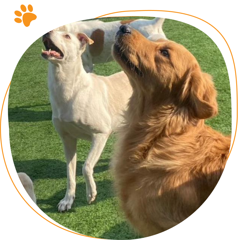 Dogs enjoying supervised outdoor play