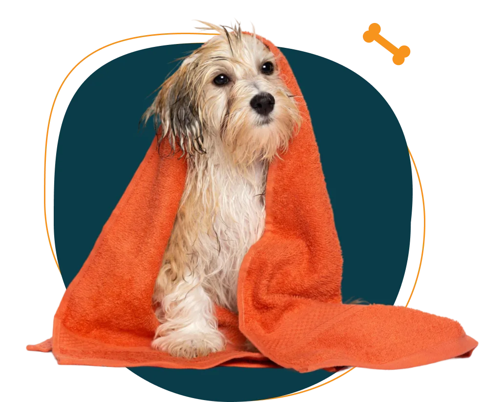 Dog grooming at Happy Buddies Dubai
