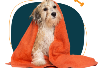 Happy Buddies dog grooming Dubai service