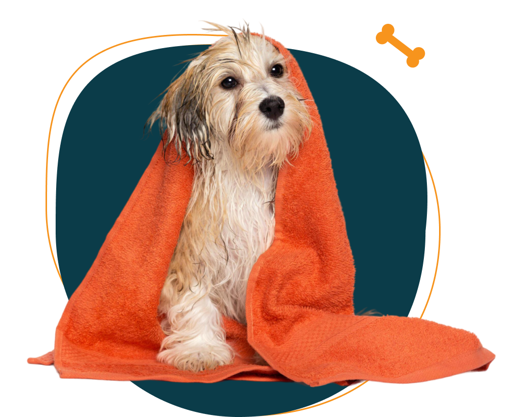 Happy Buddies dog grooming Dubai service
