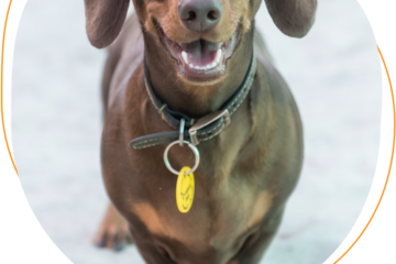 Dog boarding comfort at Happy Buddies Dubai